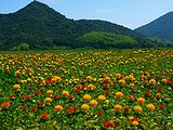 紅花(ベニバナ)畑の風景壁紙写真