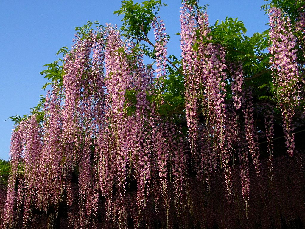 藤棚 藤 フジ の花 壁紙写真 四季の彩り壁紙写真集