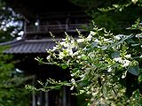 萩(ハギ)の花 壁紙写真
