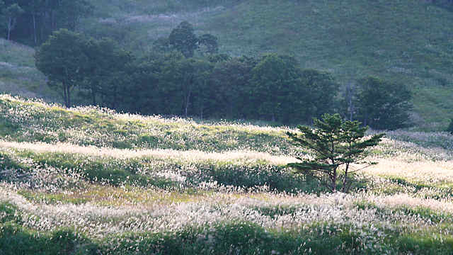砥峰高原のススキの草原