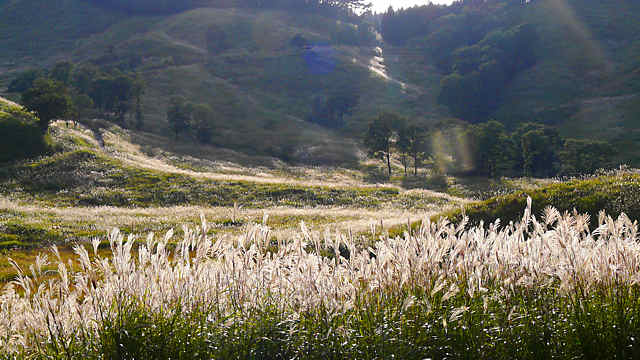 輝くススキの草原