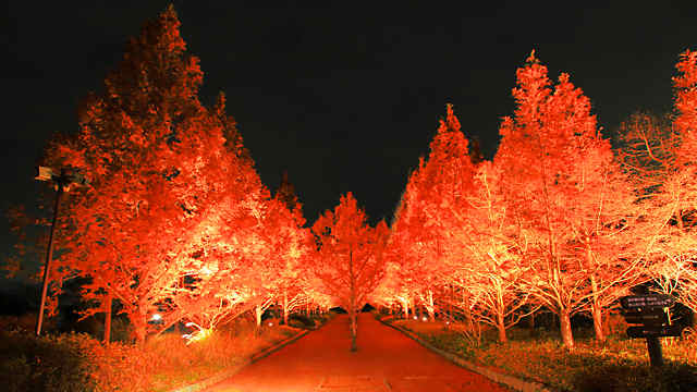 メタセコイア並木の紅葉のライトアップ