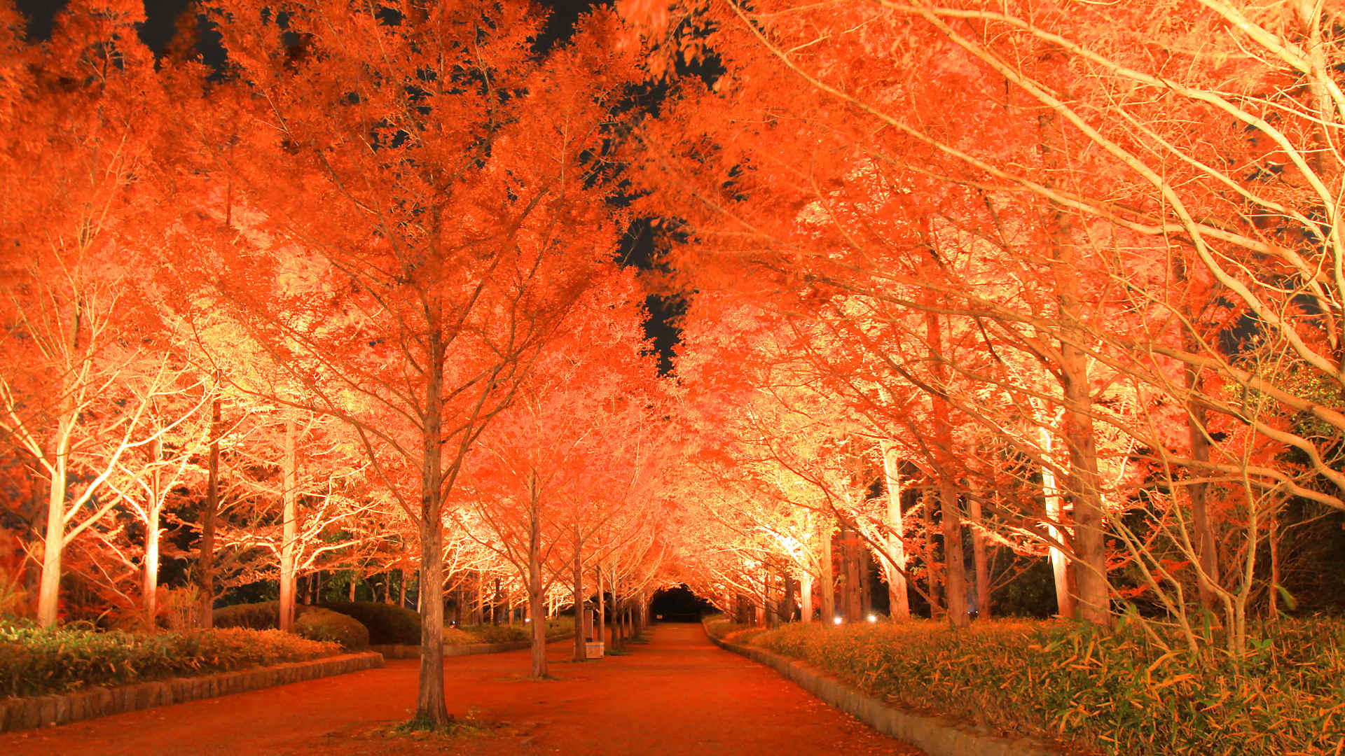 神戸市立森林植物園の紅葉 もみじ散策16 紅葉が見頃の時期にライトアップも実施