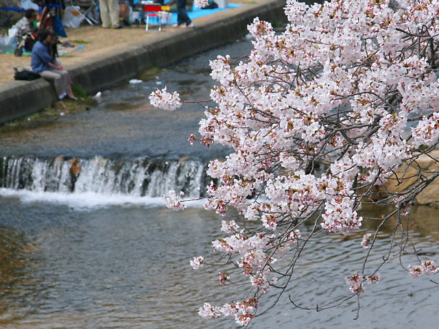 芦屋市　芦屋川の桜並木