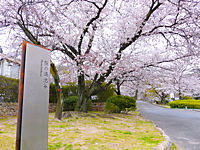 西宮市　越水浄水場桜の通り抜け2015 / 越水浄水場の桜・花見