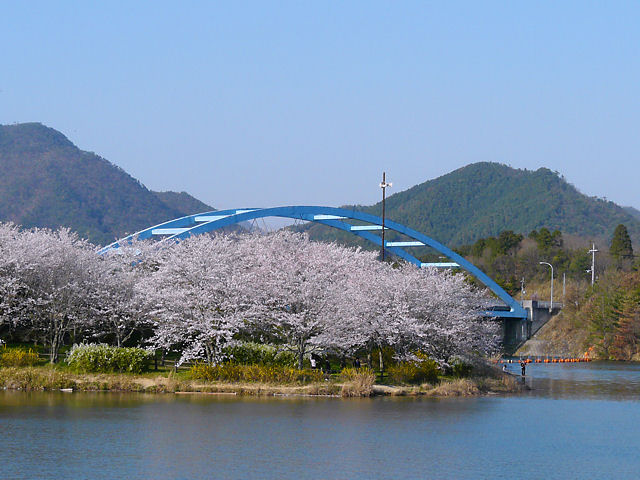 三田市　千丈寺湖のさくら並木・青野ダムサイド公園