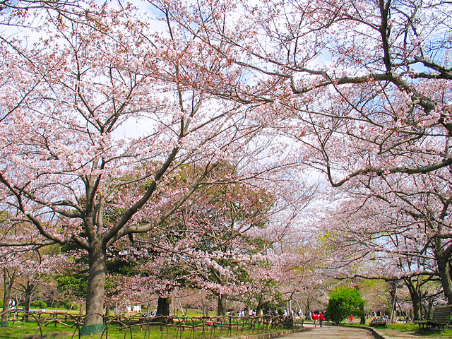 明石市　明石公園と明石城の桜