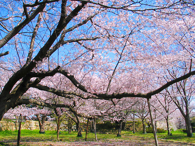 明石市　明石公園と明石城の桜