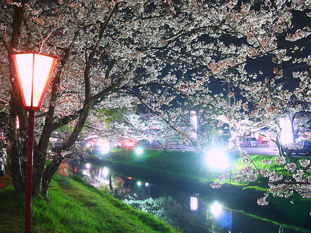高砂市　鹿島川の桜並木のライトアップ・夜桜