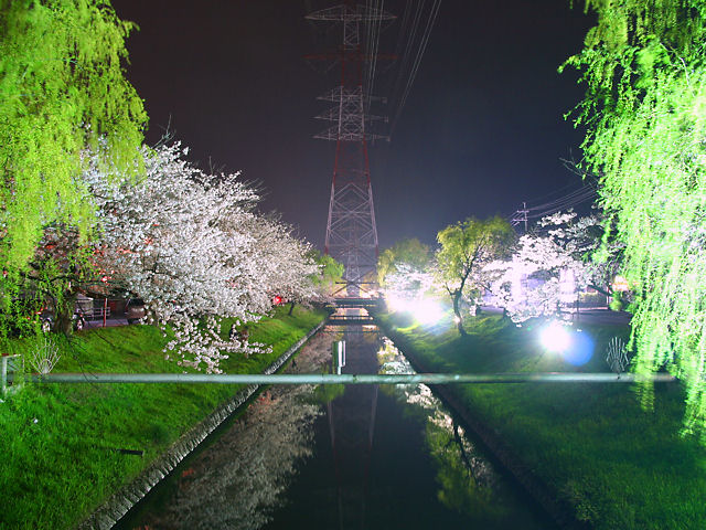 高砂市　鹿島川の桜並木のライトアップ・夜桜