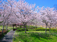 加東市　播磨中央公園さくらまつり2015・播磨中央公園の桜・花見