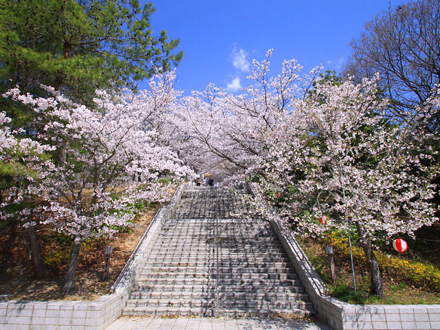 加東市　播磨中央公園さくらまつり・播磨中央公園の桜・花見