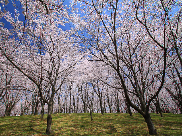 加東市　播磨中央公園さくらまつり・播磨中央公園の桜・花見