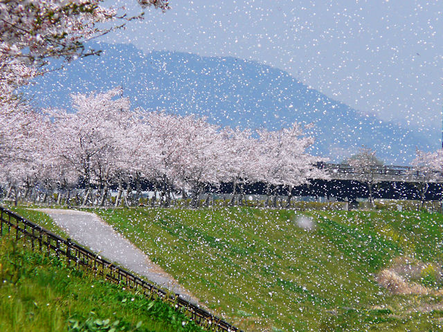 小野市　おの桜づつみ回廊の桜吹雪