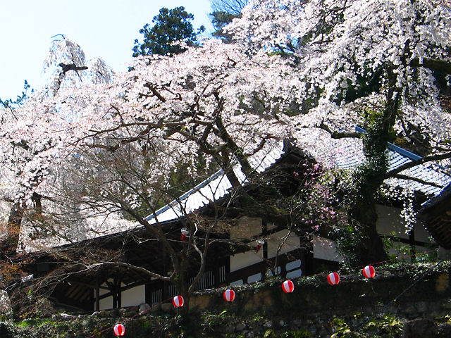 神戸市　有馬温泉の桜スポット / 善福寺のしだれ桜