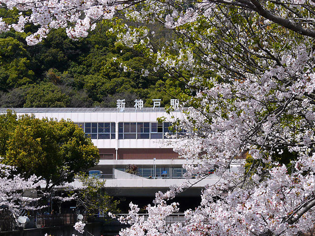 神戸市　生田川の桜並木と新神戸駅