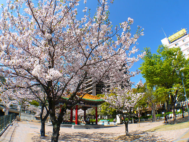 神戸市　生田川公園の連翼亭と桜