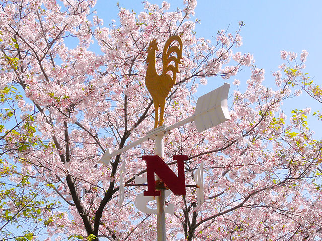 神戸市　生田川公園風見鶏と桜