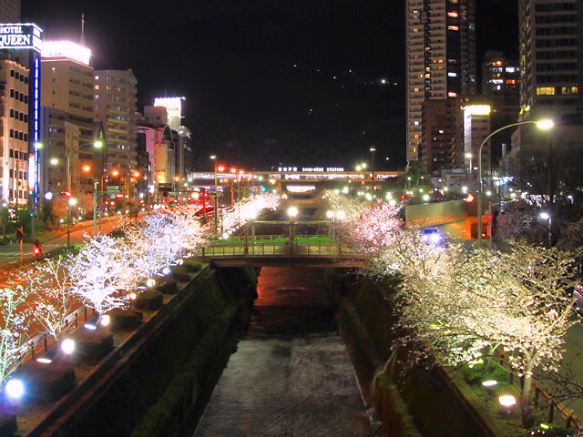 神戸市　生田川の桜並木のライトアップ・夜桜