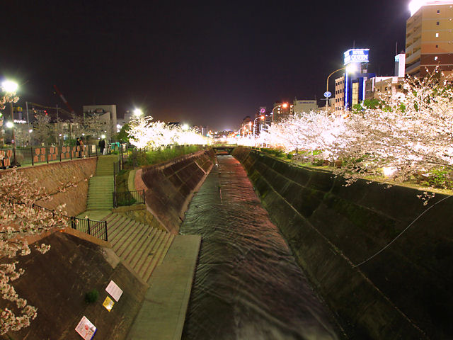 神戸市　生田川の桜並木のライトアップ・夜桜