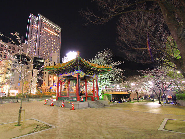 神戸市　生田川公園連翼亭と桜のライトアップ・夜桜