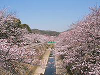 神戸市　須磨妙法寺川の桜