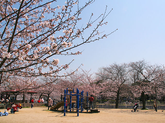 神戸市　須磨妙法寺川公園の桜