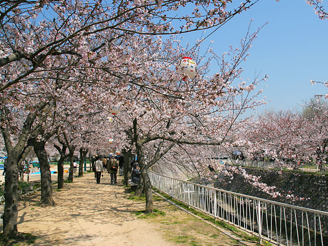 神戸市　須磨妙法寺川公園の桜