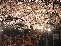 王子動物園の夜桜通り抜け/桜のライトアップ