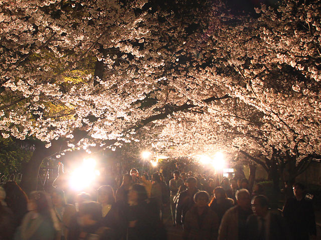 神戸市　王子動物園の夜桜通り抜け・桜のライトアップ