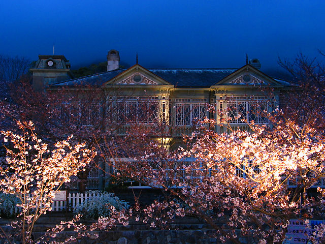 神戸市　王子動物園の夜桜通り抜け・ハンター邸と桜のライトアップ