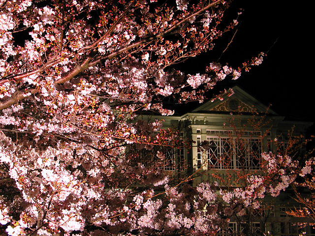 神戸市　王子動物園の夜桜通り抜け・ハンター邸と桜のライトアップ