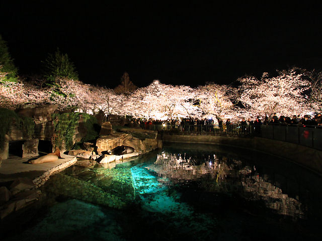 神戸市　王子動物園の夜桜通り抜け・アシカのプールと桜のライトアップ