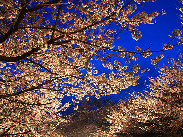 神戸市　王子動物園の夜桜通り抜け・桜のライトアップ