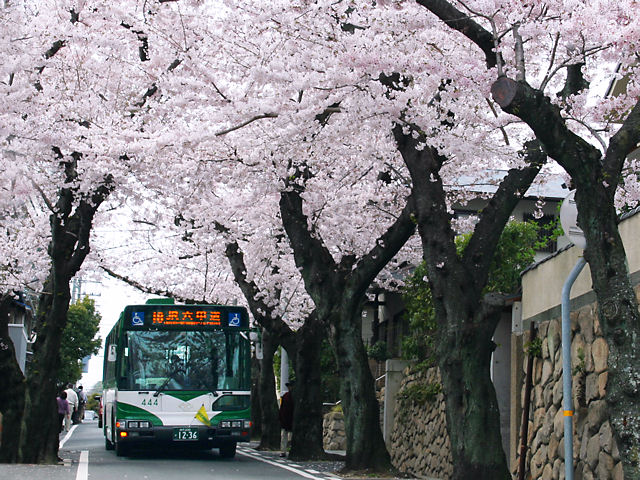 桜のトンネル・神戸の桜坂と神戸市バス