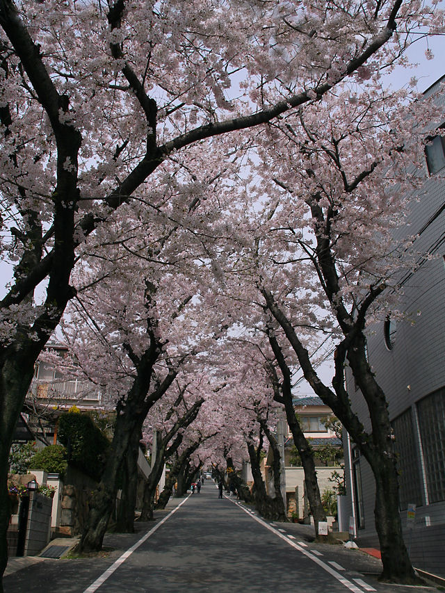 桜トンネル・神戸の桜坂
