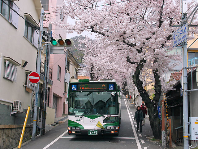 桜トンネル・神戸の桜坂と神戸市バス