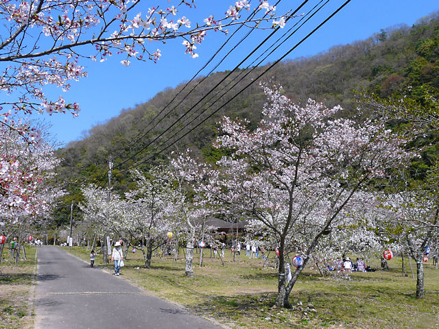 神戸市　千苅さくらまつり・千苅ダムの桜、花見 / 千苅貯水池広場