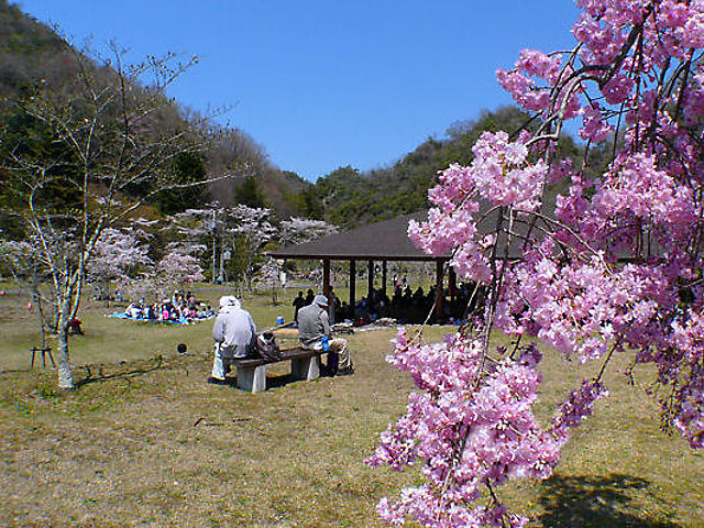 神戸市　千苅さくらまつり・千苅ダムの桜、花見 / 千苅貯水池広場