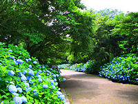 神戸市　森の中のあじさい散策 / 六甲山・神戸市立森林植物園