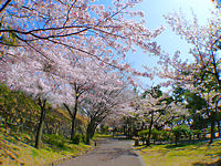 須磨さくらめぐりバスが須磨区の桜の名所を巡る!乗車無料の花見バス