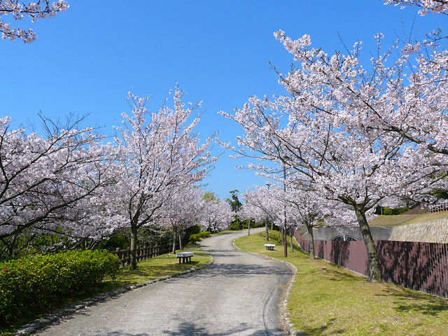 須磨浦公園の桜並木・花見