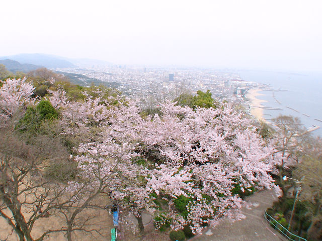 須磨浦山上遊園の桜並木・花見
