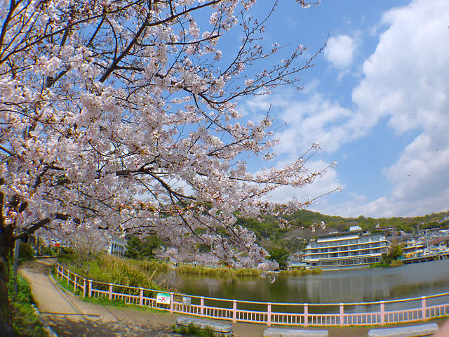 須磨寺公園の桜並木・花見
