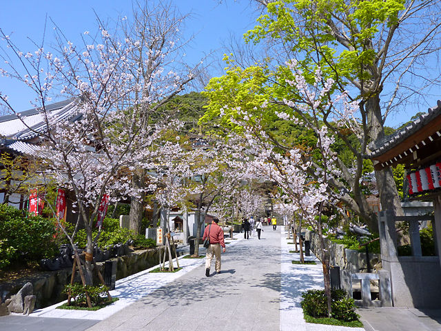 須磨寺の桜並木・花見