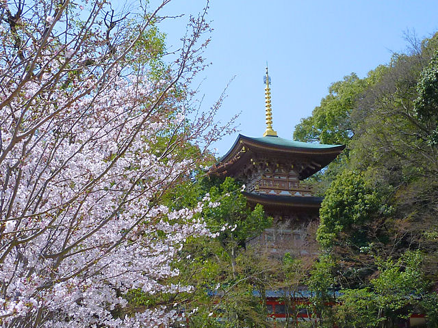 須磨寺の桜並木・花見