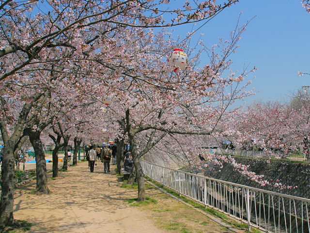 妙法寺川公園の桜並木・花見