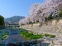 なだ桜まつり・都賀川の桜、花見 / 都賀川公園・灘区民ホール