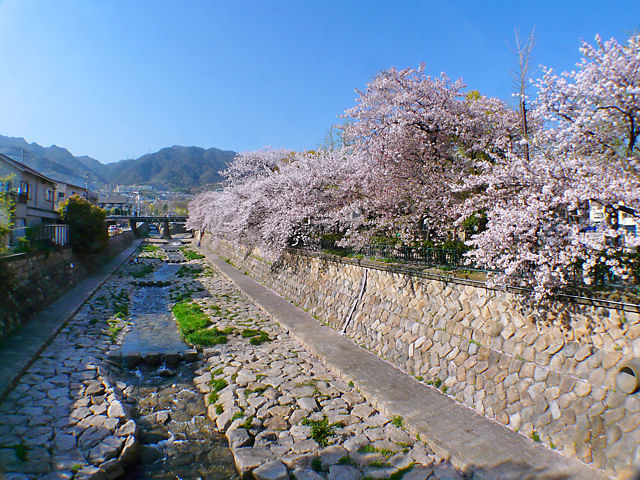神戸市　都賀川の桜並木、花見 / 都賀川公園