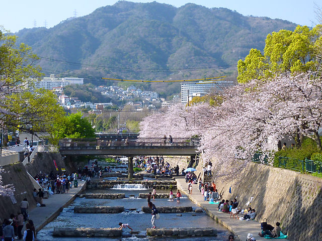 神戸市　都賀川の桜並木、花見 / 都賀川公園
